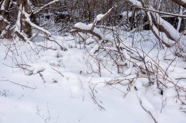 Karla kaplı dalları olan karlı bir tarla. Kar derin ve dallar da çıplak. Sahne sessiz ve huzurlu.