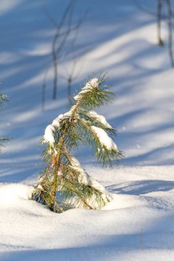 Küçük bir çam ağacı karla kaplı ve karın üzerinde duruyor. Kar beyaz ve ağaç kahverengidir. Ağaç karda tek başına dururken, resim huzurlu ve huzurlu bir ruh haline sahip.