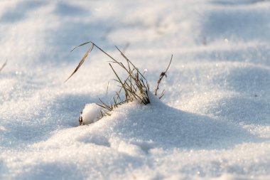 Karda küçük bir bitki büyüyor. Kar beyaz ve bitki yeşildir. Resmin huzurlu ve huzurlu bir havası var.