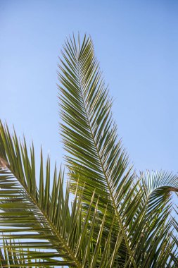 Uzun yapraklı bir gövdesi olan bir hurma ağacı. Yaprak yeşil ve gökyüzü mavi.