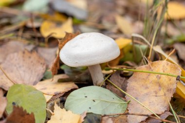 Yaprakların üzerinde bir mantar oturuyor. Mantar beyazdır ve yuvarlak bir şekli vardır. Yapraklar sarı ve kahverengidir ve mantarın etrafına saçılmışlardır. Sahnenin doğal bir doğası var.