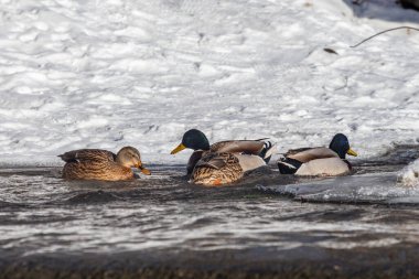 Üç ördek bir su kütlesinde yüzüyor. Ördeklerin boyutları ve renkleri farklı. Su sakin ve berrak, yerdeki kar da beyaz ve tozlu. Huzurlu ve huzurlu bir sahne.