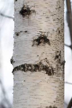 Beyaz kabuklu ve kahverengi benekli bir ağaç gövdesi. Ağaç kabuğu soyuluyor ve ağaçta birkaç delik var.