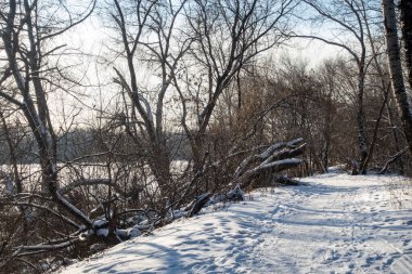 Arkasında ağaçlar olan karlı bir patika. Kar zemini kaplıyor ve ağaçlar çıplak. Gökyüzü açık ve güneş parlıyor.