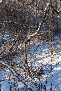 Çıplak ağaçları ve birkaç dalı olan karlı bir orman. Kar zemini ve ağaçları kaplıyor.