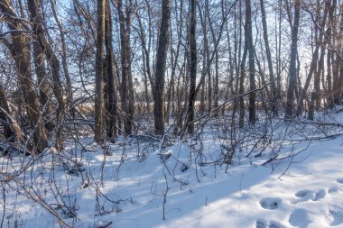 Çıplak ağaçlar ve açık mavi gökyüzü olan karlı bir orman. Karla kaplı zemin kalın bir kar tabakasıyla kaplı ve ağaçlar çıplak ve yaprakları soyulmuş.