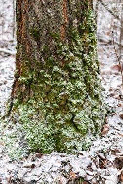 Yosun ve karla kaplı bir ağaç. Yosun yeşildir ve kar beyazdır. Ağaç düşmüş yapraklar ve dallarla çevrili.