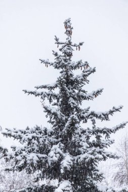 Karla kaplı bir çam ağacı karlı bir tarlada uzun duruyor. Ağaç çıplak ve karla kaplı. Huzurlu ve huzurlu bir görünüm veriyor. Karla kaplı arazi bir huzur hissi yaratıyor.