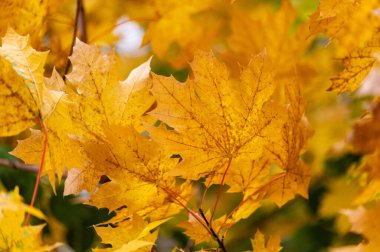 Ağaçtaki sarı yaprakların yakın çekimi. Yapraklar hafif kahverengi ve hafif bulanık görünüyor. Sonbahar kavramı ve doğanın güzelliği