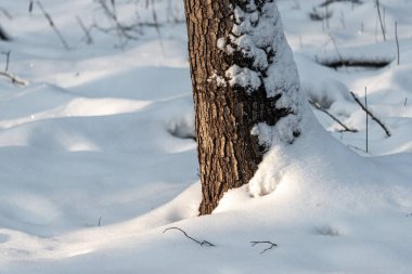 Karla kaplı bir ağaç gövdesi. Kar gövdeye ve dallara yığıldı. Kar beyaz ve kabarık. Ağaç çıplak ve yaprakları yok.