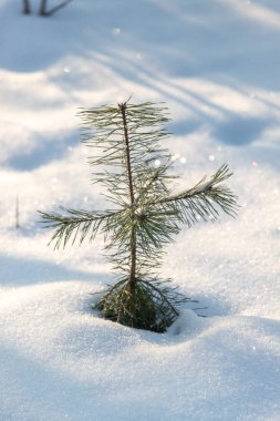 Karda küçük bir çam ağacı duruyor. Kar beyaz ve kabarıktır ve ağaç onunla çevrilidir. Durgunluk ve sükunet kavramı. Ağaç karda tek başına dururken.