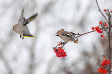 Kırmızı böğürtlenli bir dala tünemiş iki kuş. Kuşlar küçük ve kahverengidir ve her ikisi de böğürtlen yiyorlar. Resmin huzurlu ve huzurlu bir havası var.