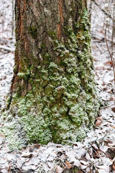 Yosun ve karla kaplı bir ağaç. Yosun yeşildir ve kar beyazdır. Ağaç düşmüş yapraklar ve dallarla çevrili.
