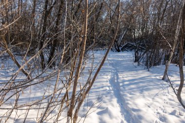 İçinde yol olan karlı bir orman. Yol karla kaplı ve ağaçlar çıplak.
