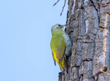 Bir kuş bir ağaç dalına tünemiştir. Kuş sarıdır ve siyah bir gagası vardır. Gökyüzü mavi ve berrak