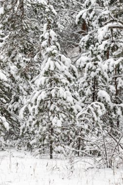 Ormanda karla kaplı bir çam ağacı. Dallara kar yığılmış ve ağaç çıplak kalmış.