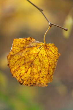 A leaf is hanging from a branch. The leaf is yellow and has brown spots. The leaf is in the foreground of the image