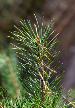 Yeşil yapraklı ve kahverengi uçlu bir ağaç. Yapraklar uzun ve ince ve dallar seyrek. Ağaç bir çitle çevrilidir ve gökyüzü arka planda görünür.