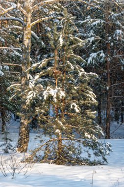 Birkaç dalı hala yeşil olan kar kaplı bir ağaç. Ağaç karla çevrili ve gökyüzü temiz.