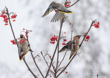 Üç kuş bir ağaçtan dut yiyor. Kuşlar küçük ve kahverengidir ve ağacın dallarına tünemişlerdir. Böğürtlenler kırmızı ve tüm ağaca saçılmış.