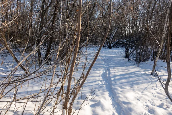 İçinde yol olan karlı bir orman. Yol karla kaplı ve ağaçlar çıplak.