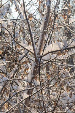Karla kaplı ve dalları çıplak bir ağaç. Kar, ağacı ve dalları kaplıyor, ona huzurlu ve huzurlu bir görünüm veriyor.