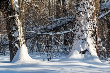 İki ağaç karla kaplı, birinin üzerinde büyük bir delik var. Ağaçların etrafına yığılan kar, huzurlu ve huzurlu bir atmosfer yaratıyor.