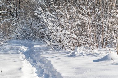 Arka planda birkaç ağaç olan karlı bir patika. Kar zemini kaplıyor ve ağaçlar çıplak.
