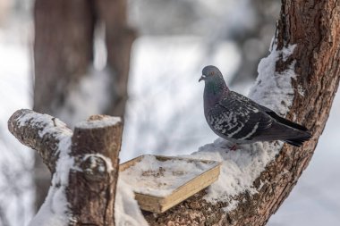 Bir güvercin, karla kaplı bir ağaç dalına tünemiştir. Kuş bir kuş yemliğine bakıyor.