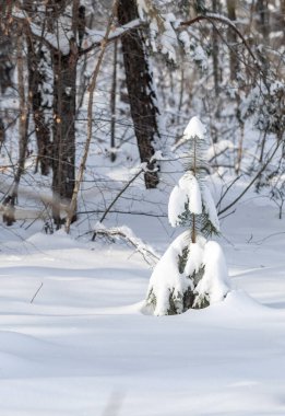 Küçük bir çam ağacı karla kaplıdır. Ağaç karla kaplı ormanda tek başına dururken, resim huzurlu ve huzurlu bir ruh haline sahip.