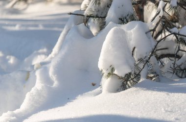 Dalları karla kaplı bir çam ağacı. Kar ağaçta ve yerde yığılmıştır. Resmin huzurlu ve huzurlu bir havası var.