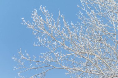 Beyaz dalları ve arka planında mavi bir gökyüzü olan bir ağaç. Ağaç çıplak ve karla kaplı.