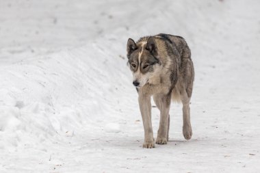 Gri bir kurt karda yürüyor. Kar derin ve kurt onun üzerinde yürüyor.