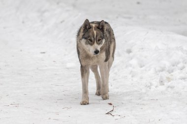 Gri bir kurt karda yürüyor. Kar derin ve kurt onun içinde yürüyor.