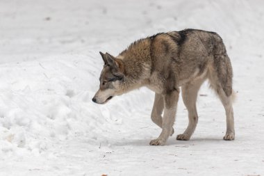 Gri bir kurt karda yürüyor. Kar derin ve kurt aşağıya bakıyor.