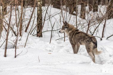 Gri bir kurt karda duruyor, kameraya bakıyor. Yalnızlık ve durgunluk kavramı. Karlı ormanda yapayalnız bir kurt gibi.