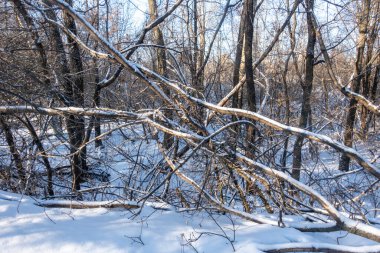 Karla kaplı dalları olan karlı bir orman. Dallar bükülmüş ve bükülmüş. Durgun kış manzarasında bir hareket ve yaşam hissi yaratıyor.