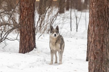 Karda bir ağacın yanında bir köpek duruyor. Köpek kameraya bakıyor.