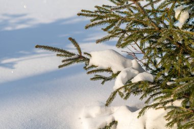 Karla kaplı bir ağaç dalı. Kar beyaz ve ağaç çıplak.
