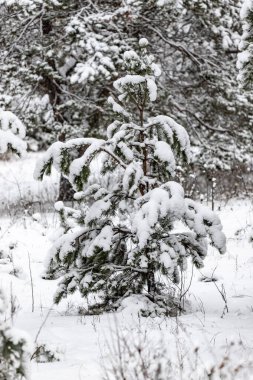 Bir tarlada çam ağacı karla kaplı. Ağaç çıplak ve yaprakları yok. Kar zemini ve ağacı kaplıyor. Resmin huzurlu ve huzurlu bir havası var.