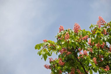 Yeşil yapraklı pembe çiçek kümesi. Çiçekler tomurcuklandı, yapraklar yemyeşil oldu. Sahne güzellik ve canlılıktır.