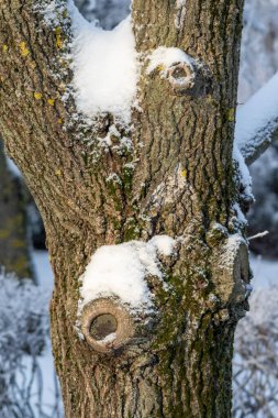 Kar ve yosunla kaplı bir ağaç gövdesi. Bagajda iki delik var.