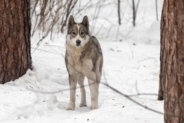 Karda bir ağacın yanında bir köpek duruyor. Köpek kameraya bakıyor.