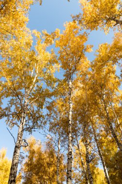 Sonbahar huş ağacı orman manzara