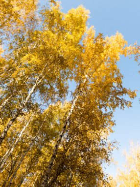 Sonbahar huş ağacı orman manzara