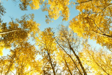 Sonbahar huş ağacı orman manzara