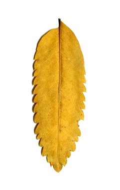 Beyaz arkaplanda sonbahar yaprakları