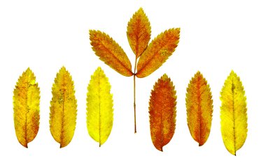 Beyaz arkaplanda sonbahar yaprakları