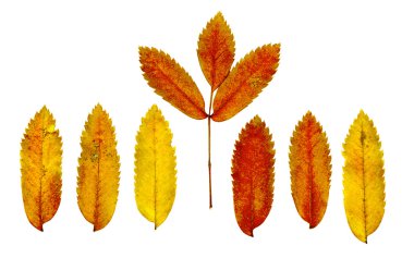 Beyaz arkaplanda sonbahar yaprakları