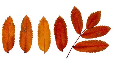 Beyaz arkaplanda sonbahar yaprakları